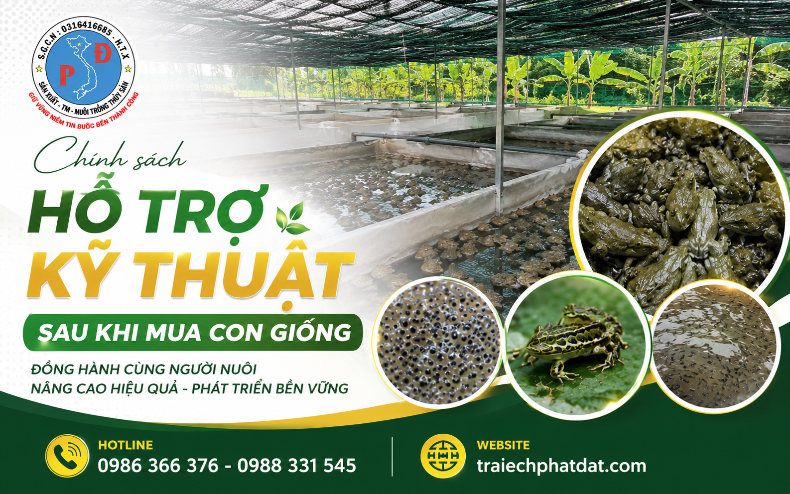 LỰA CHỌN ĐÚNG TRẠI ẾCH GIỐNG LÀ NỀN TẢNG CHO MỘT VỤ NUÔI THÀNH CÔNG