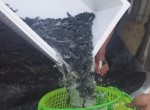 Nên tìm nguồn cá rô giống ở đâu 