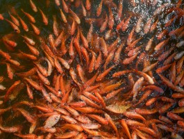 Trại Ếch Phát Đạt