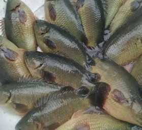 CÁ RÔ ĐẦU NHÍM