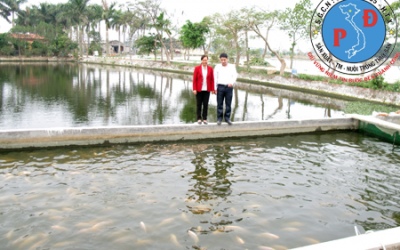 Đánh thức ao hồ nuôi Cá Rô Đầu Vuông thu lợi nhuận Tiền Tỷ