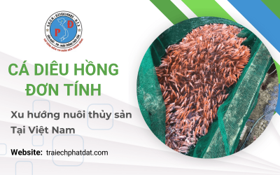 Xu hướng nuôi thủy sản cá diêu hồng đơn tính tại Việt Nam