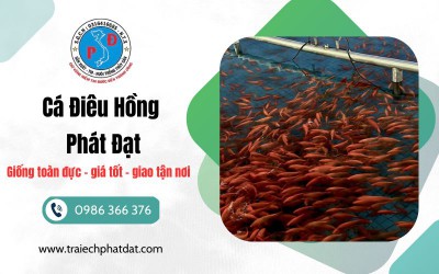 Cá Điêu Hồng Toàn Đực Giá Tốt | Giống Khỏe, Lớn Nhanh – Trại Ếch Phát Đạt