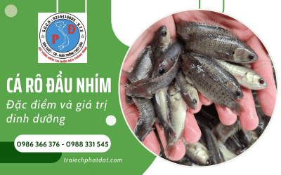 Cá rô đầu nhím - Đặc điểm nổi bật và giá trị dinh dưỡng