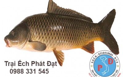 Cách Chữa Trị Các Bệnh Thường Gặp Ở Cá Rô Đầu Vuông
