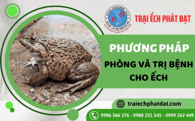Các phương pháp phòng và trị bệnh cho ếch hiệu quả