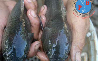 Cá Rô Đầu Vuông