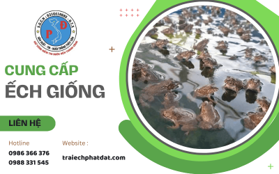 Địa Chỉ Mua Ếch Giống Uy Tín – Trại Ếch Phát Đạt, Lựa Chọn Hàng Đầu Của Người Chăn Nuôi