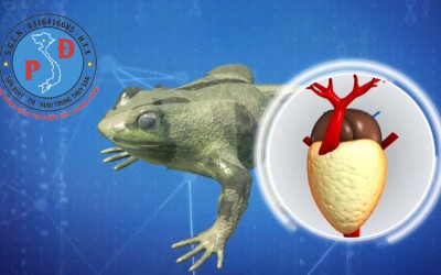 Quy Trình Phòng Và Điều Trị Một Số Bệnh Trên Ếch