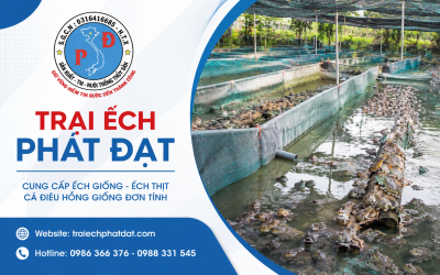 Bao lâu nên thay nước cho bể nuôi ếch?