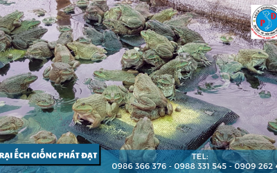 Trại Ếch Giống Phát Đạt  - địa chỉ cung cấp các loại ếch bố, mẹ, ếch thịt uy tín tại tp HCM