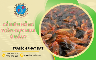 Mua giống Cá Diêu Hồng toàn đực ở đâu uy tín và tỉ lệ đực cao?