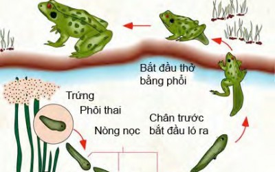 Hướng Dẫn Cho Ếch Sinh Sản Đạt Tỉ Lệ Đậu Cao