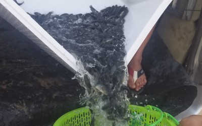 Nên tìm nguồn cá rô giống ở đâu 
