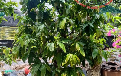 Bạn Sẽ Bất Ngờ Khi Biết Lợi Ích Của Việc Sử Dụng Dịch Trùn Quế Trong Trồng Trọt