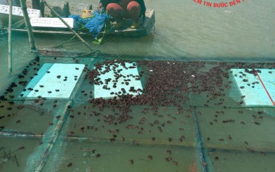 Dinh Dưỡng Và Thức Ăn Cho Ếch