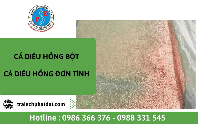 cá diêu hồng
