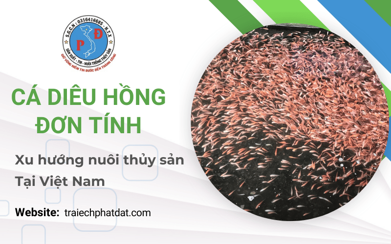 cá diêu hồng đơn tính