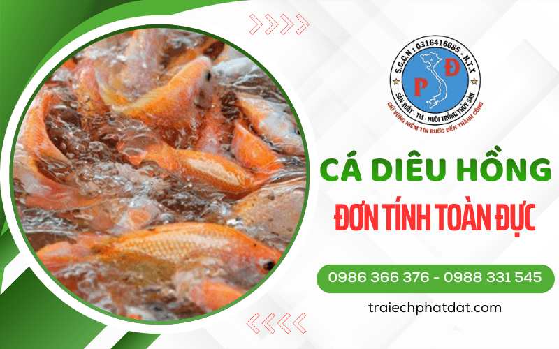 Cá Diêu Hồng Đơn Tính Toàn Đực