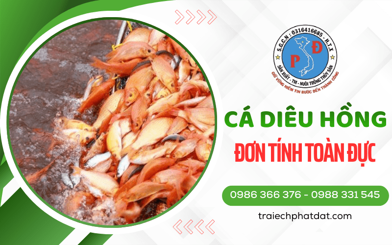 Cá Diêu Hồng Đơn Tính Toàn Đực