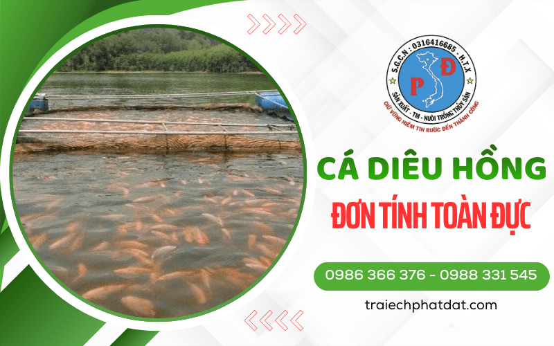Cá Diêu Hồng Đơn Tính Toàn Đực