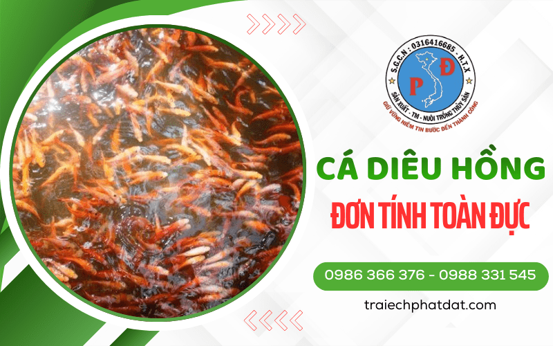 Cá Diêu Hồng Đơn Tính Toàn Đực