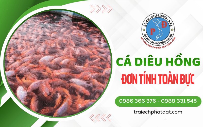 Cá Diêu Hồng Đơn Tính Toàn Đực