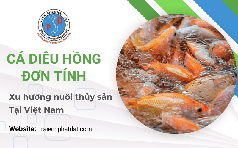 cá diêu hồng đơn tính