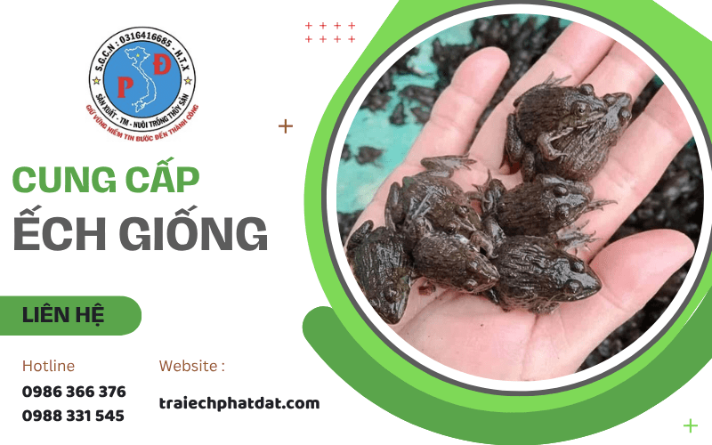 ếch giống