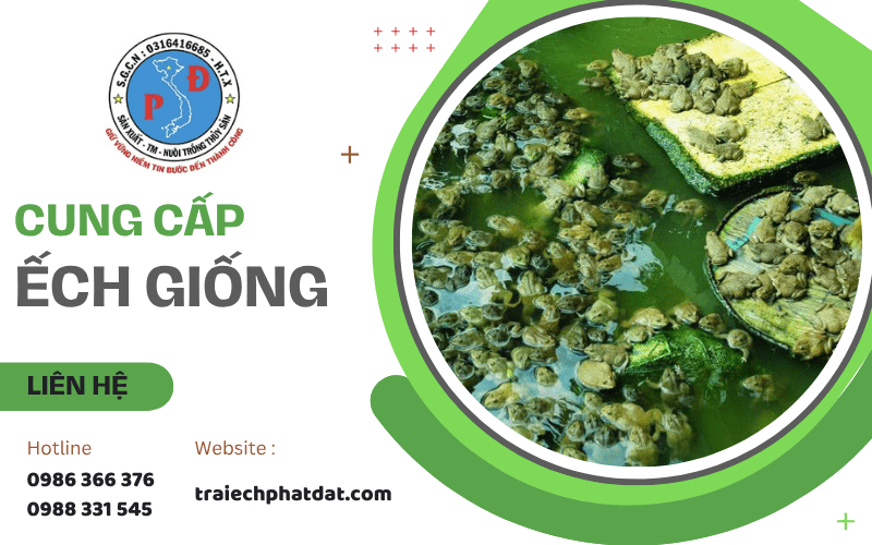 ếch giống