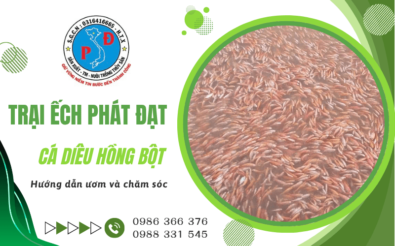 cá diêu hồng bột