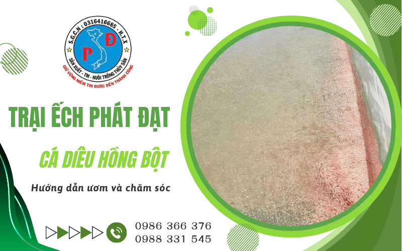 cá diêu hồng bột