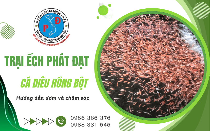 Trại Ếch Phát Đạt