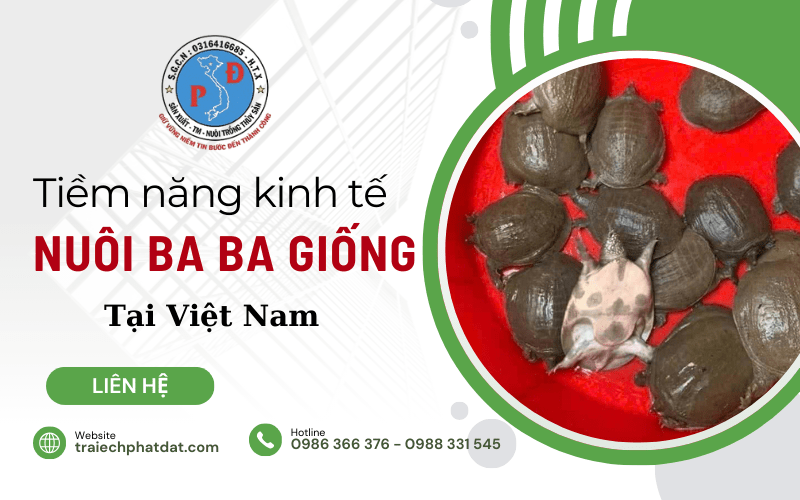 ba ba giống