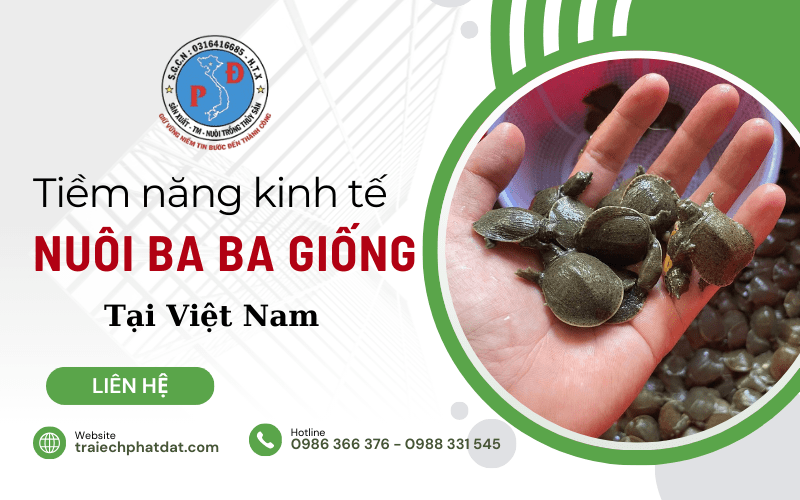 ba ba giống