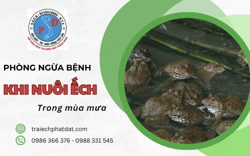 phòng ngừa bệnh khi nuôi ếch