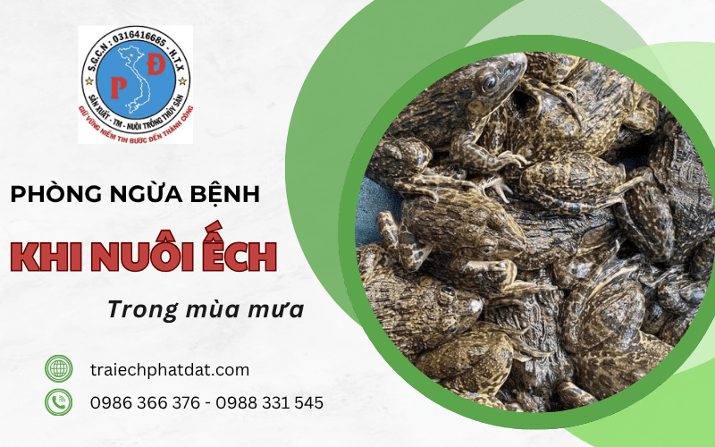 phòng ngừa bệnh khi nuôi ếch