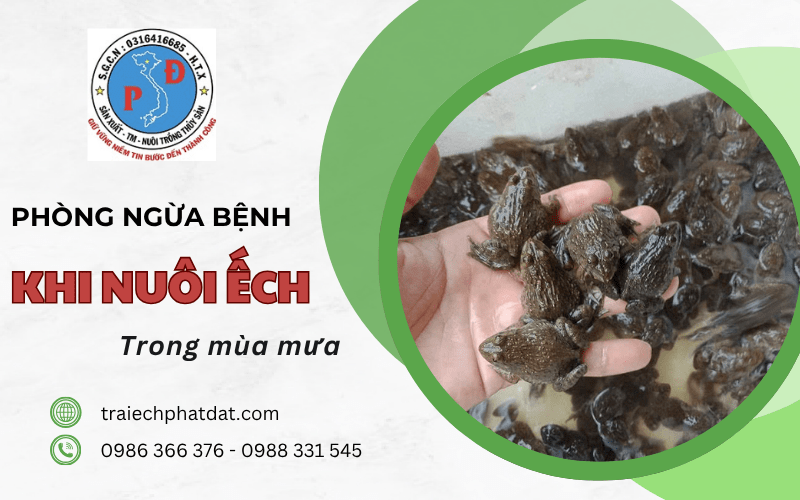 phòng ngừa bệnh khi nuôi ếch