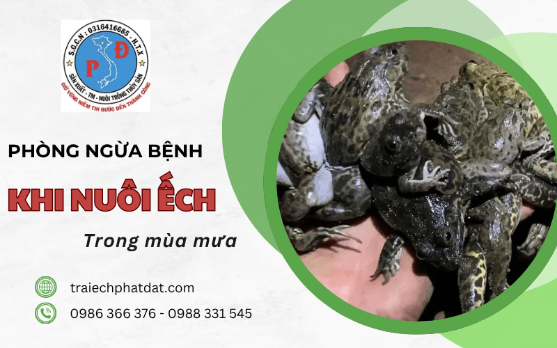 phòng ngừa bệnh khi nuôi ếch