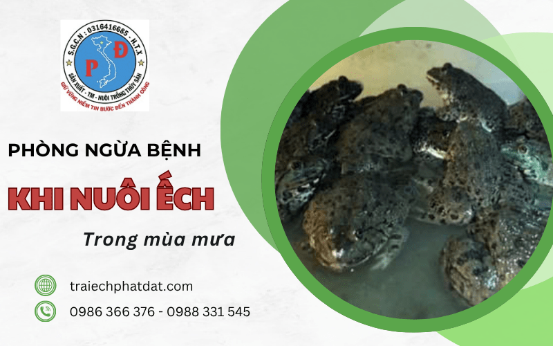 phòng ngừa bệnh khi nuôi ếch