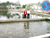 Đánh thức ao hồ nuôi Cá Rô Đầu Vuông thu lợi nhuận Tiền Tỷ