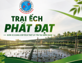 Trại Ếch Phát Đạt – Đơn Vị Cung Cấp Ếch Thịt Uy Tín Tại Miền Nam