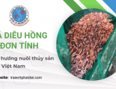 Xu hướng nuôi thủy sản cá diêu hồng đơn tính tại Việt Nam