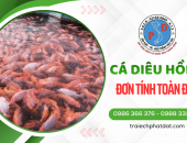 Cá Diêu Hồng Đơn Tính Toàn Đực: Vàng Đỏ Của Ngành Nuôi Trồng Thủy Sản Việt Nam