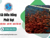 Cá Điêu Hồng Toàn Đực Giá Tốt | Giống Khỏe, Lớn Nhanh – Trại Ếch Phát Đạt
