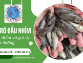 Cá rô đầu nhím - Đặc điểm nổi bật và giá trị dinh dưỡng