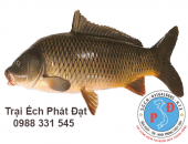 Cách Chữa Trị Các Bệnh Thường Gặp Ở Cá Rô Đầu Vuông