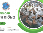 Địa Chỉ Mua Ếch Giống Uy Tín – Trại Ếch Phát Đạt, Lựa Chọn Hàng Đầu Của Người Chăn Nuôi