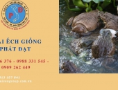 Cơ sở cung cấp ếch giống uy tín Phát Đạt