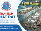 Bao lâu nên thay nước cho bể nuôi ếch?